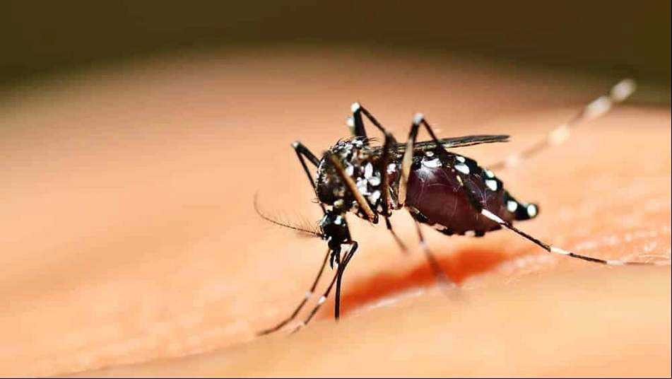 Mosquito da dengue