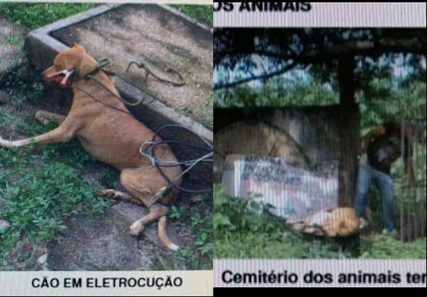 Animais sendo submetidos a sessões de eletrocussão