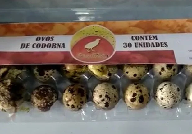 Filhotes de codorna que nasceram em Campo Maior