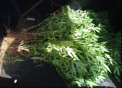 Pés de maconha apreendidos