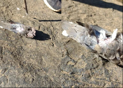 A causa das mortes ainda é um mistério