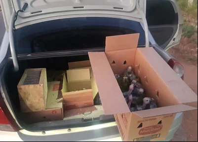 Aves encontradas no carro do acusado