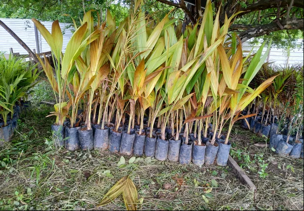SAAD Centro inicia plantio de 12.870 mil mudas no Parque Floresta Fóssil