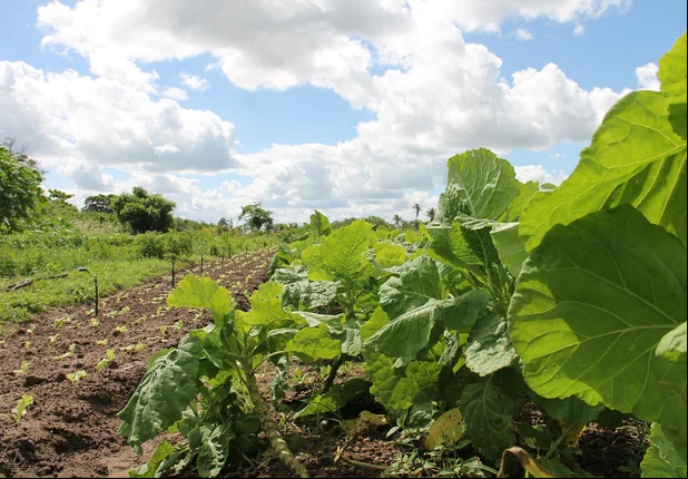 Agricultura no Brasil