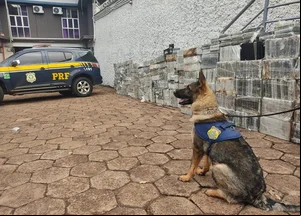 A droga foi detectada por dois cães da PRF