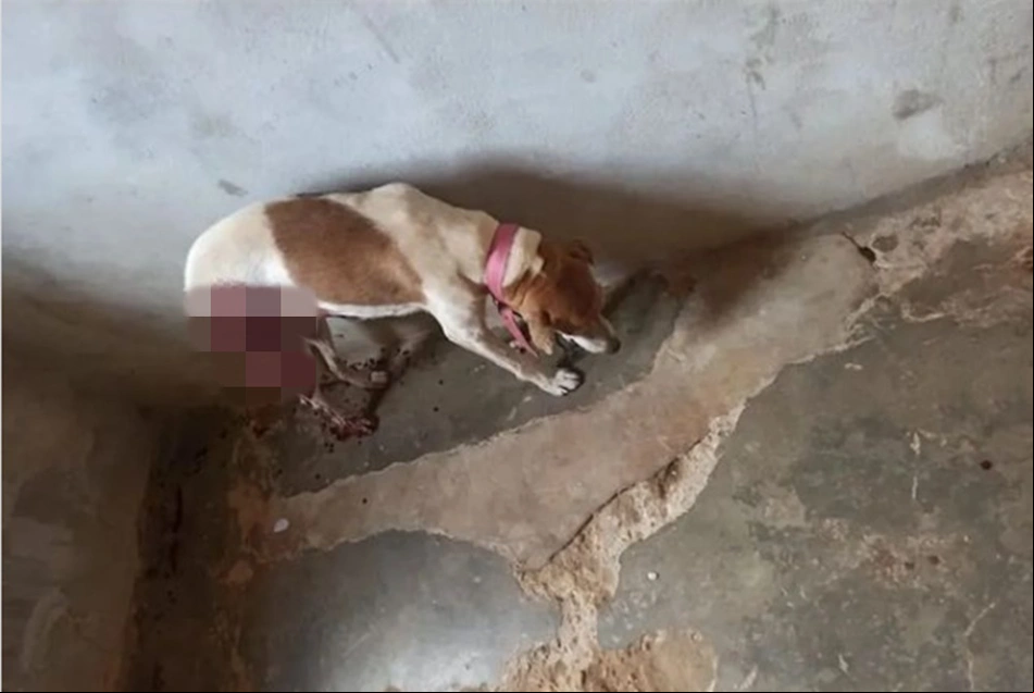 Cachorro ferido por dono de Frigorífico