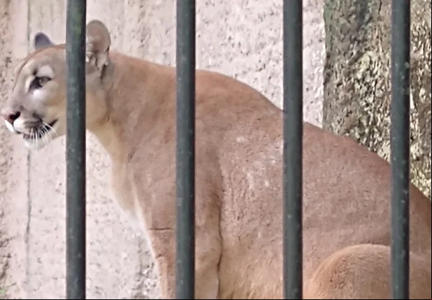 Onça suçuarana do Zoobotânico de Teresina