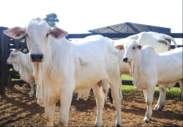 Campanha de vacinação contra a febre aftosa