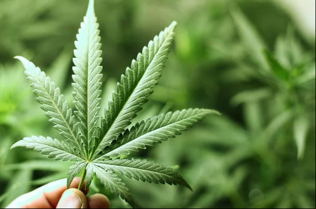 Juiz, determina cancelamento de demissão por justa causa de funcionária com maconha no trabalho