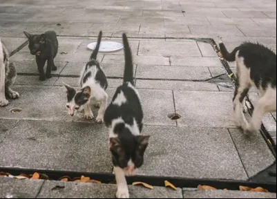O surto da doença em gatos foi registado na Polônia