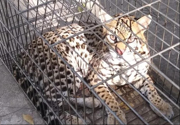 Jaguatirica