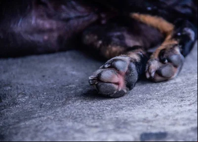 Homem é preso pelo crime de maus-tratos a animais de rua no Ceará.