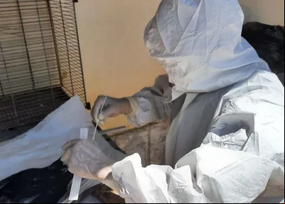 Coleta para caso suspeito de Influenza Aviária no Piauí