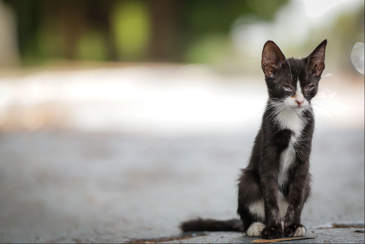 Dados mostram que 92% dos animais em abrigos são gatos