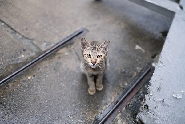 Gato abandonado