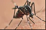 Mosquito transmissor da dengue, chikungunya e zika.