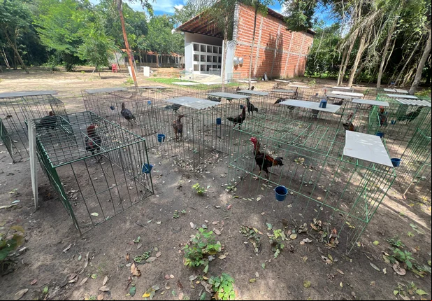 Galos de briga avaliados em R$ 500 mil eram utilizados para arrecadar dinheiro para facção
