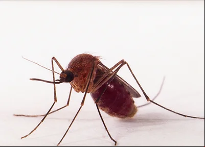 Mosquito transmissor da Febre Oropouche