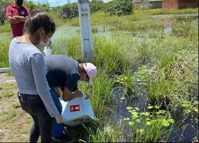 Peixes são colocados em superfícies que acumulam água