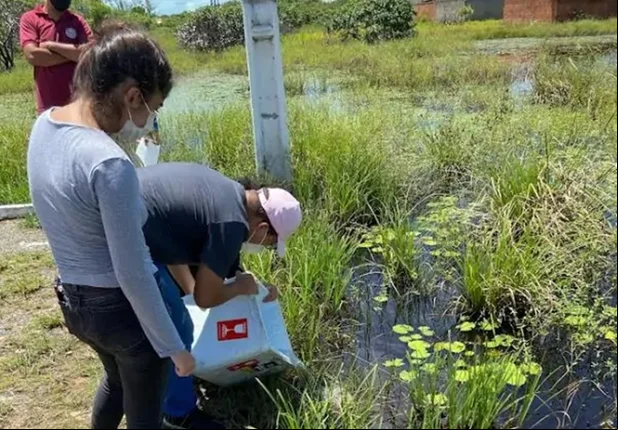 Peixes são colocados em superfícies que acumulam água
