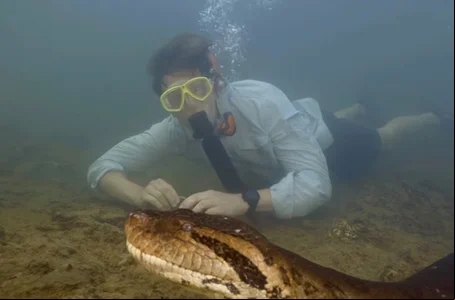 Sucuri gigante que viralizou na internet é encontrada morta no MS
