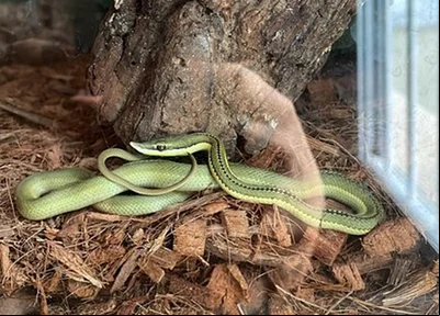 Cobra apreendida pela PF