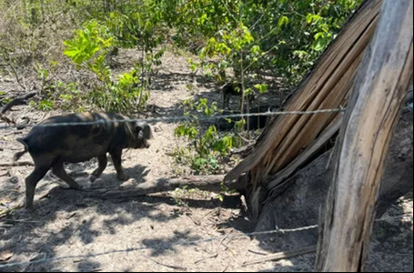 Registro de foco de peste suína clássica no Piauí