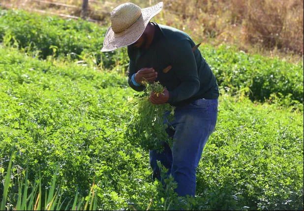 Agricultura como instrumento no combate à fome