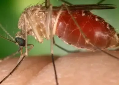 Mosquito-pólvora