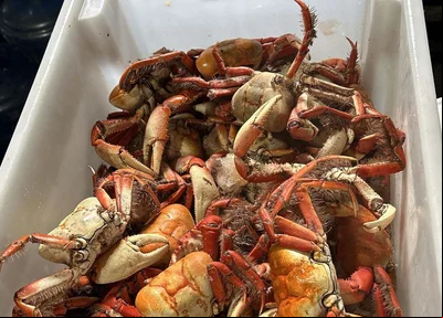 15 kg de caranguejos-uçá apreendidos pela Semarh