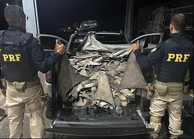 PRF realizou a apreensão de 260 kg de barbatanas de tubarão