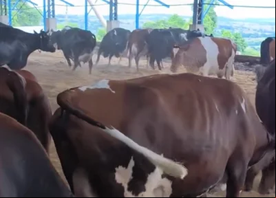 Vacas pulando no estábulo