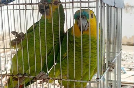 Papagaios estavam presos em gaiola