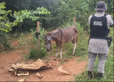 Abatedouro clandestino em Anápolis