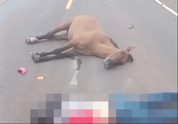 Animal também morreu no acidente na BR 226
