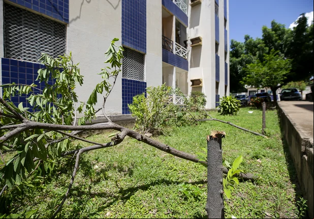 Árvores frutíferas foram cortadas