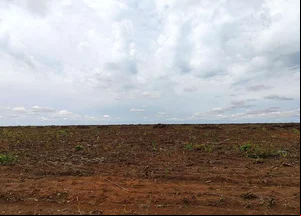 Fazenda Angico alvo de disputa judicial entre fazendeiros