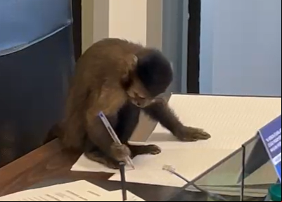 Macaco-prego flagrado em escritório