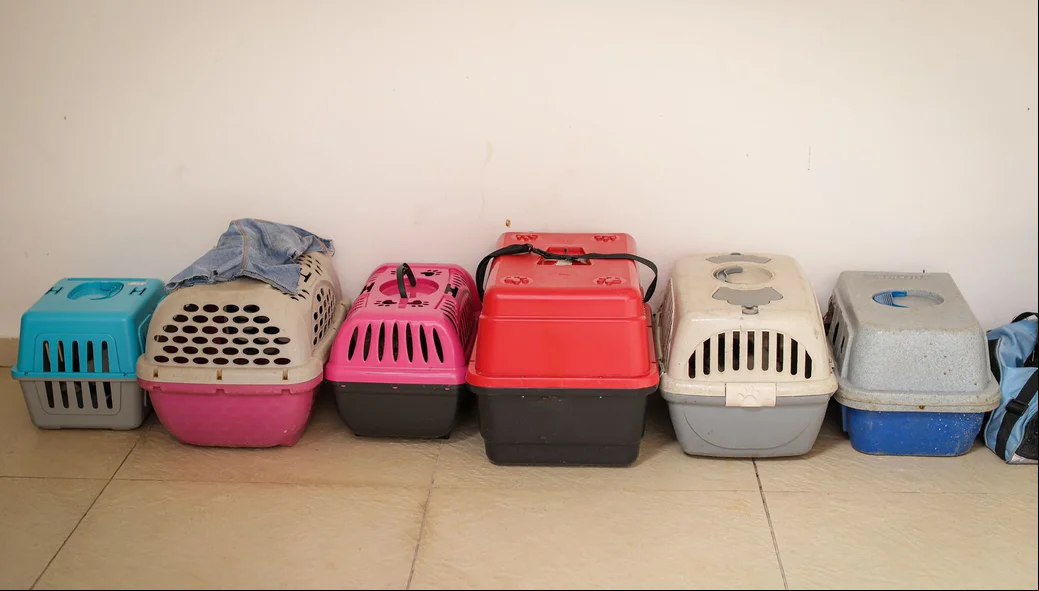 Animais foram encontrados em situação degradante