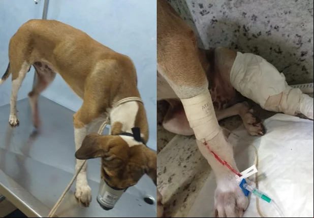 Cãozinho Totó foi baleado