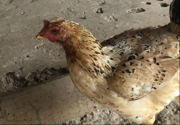 Galinha de lado