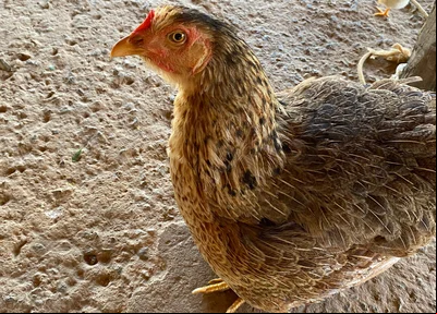 Galinha