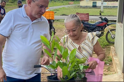 Prefeitura de Sigefredo Pacheco distribui mudas frutíferas