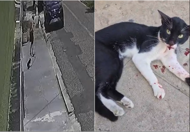 Idoso arrastou gato por rua no Centro de Teresina