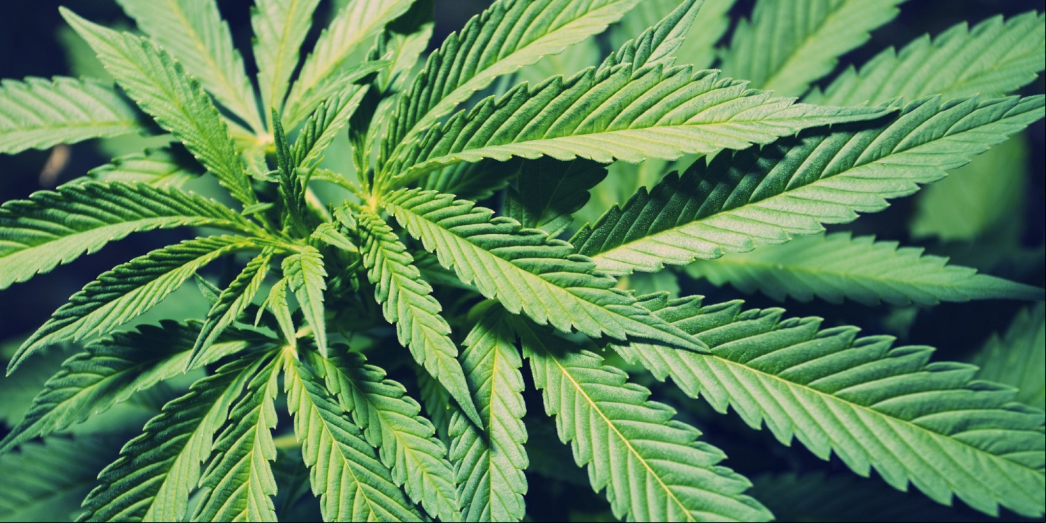 Planta herbácea de clima quente e úmido