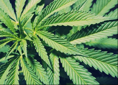 Planta herbácea de clima quente e úmido