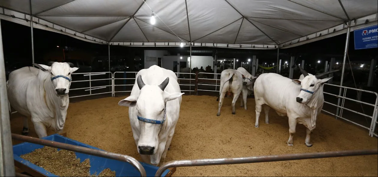 Animais no Parque de Exposições 