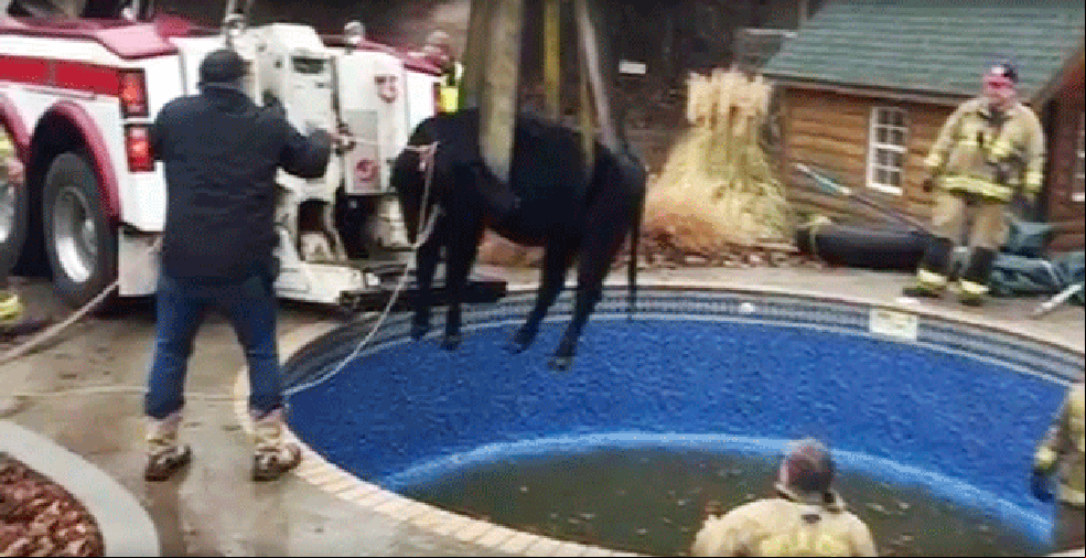 Vaca foi resgatada sem ferimentos
