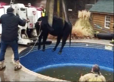 Vaca foi resgatada sem ferimentos