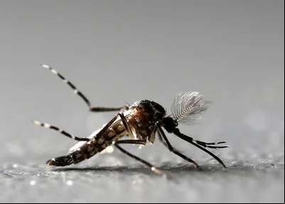 Aedes Aegypti